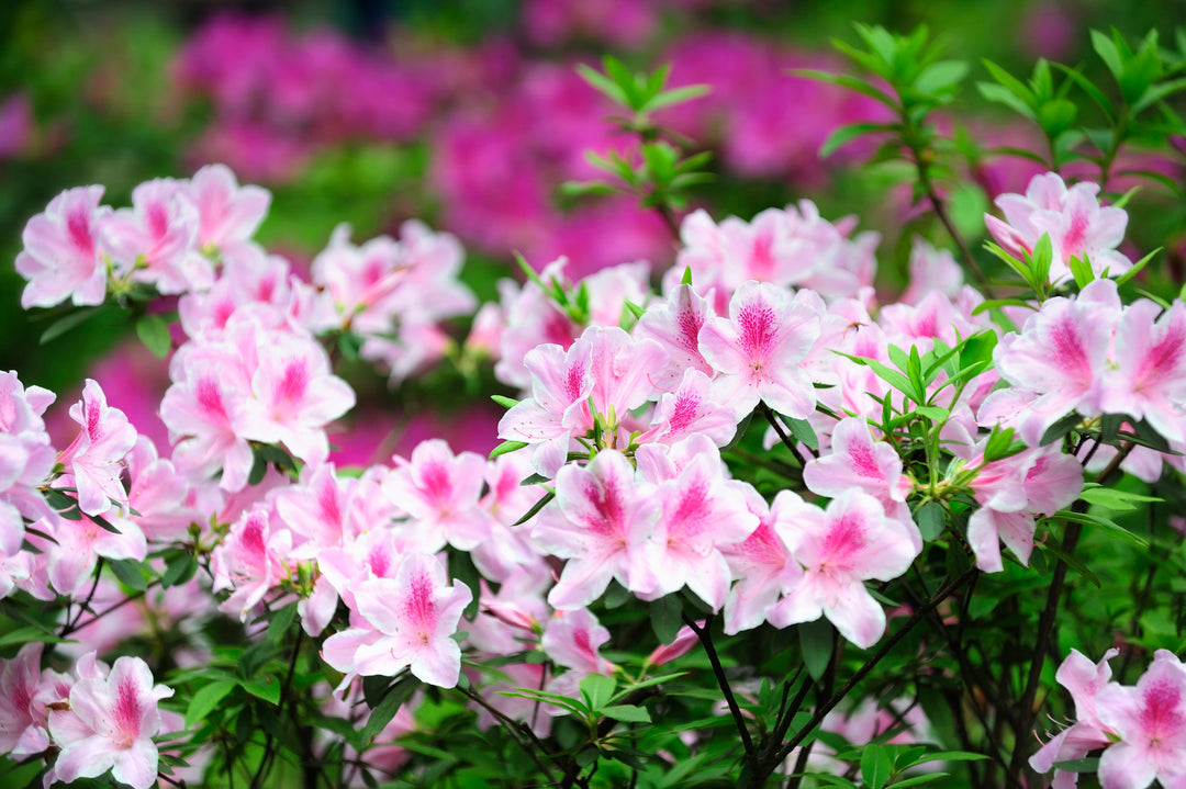 Azalea George L. Taber