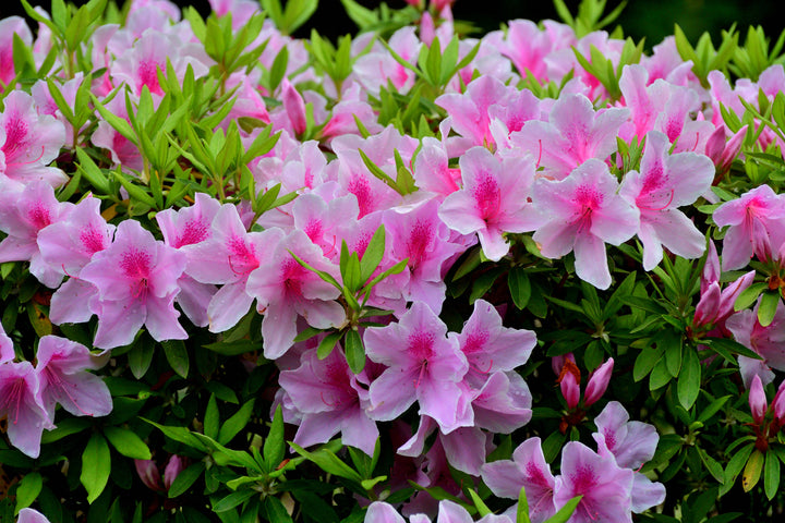 Azalea George L. Taber