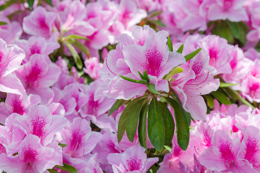 Azalea George L. Taber