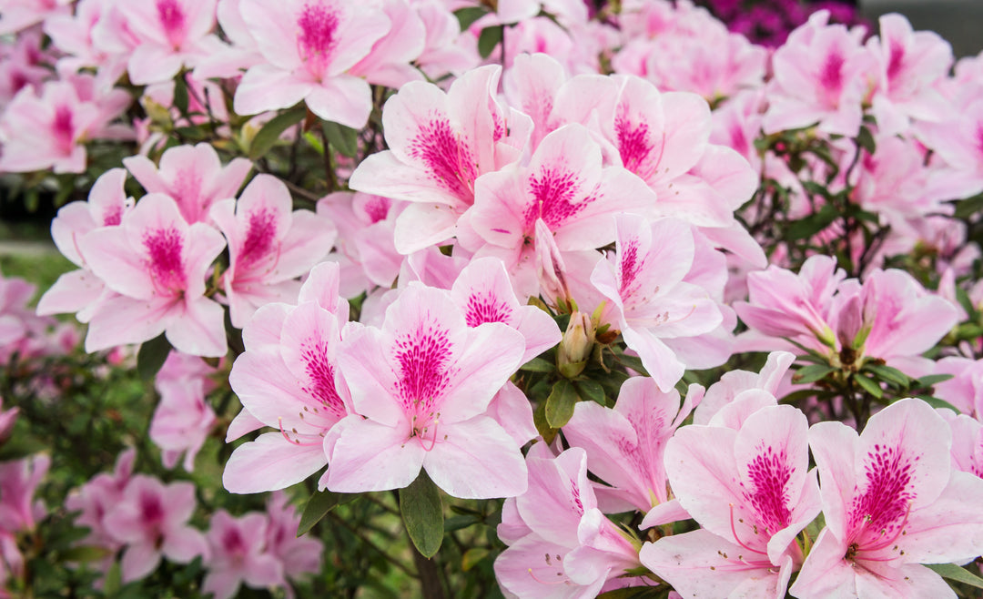 Azalea George L. Taber