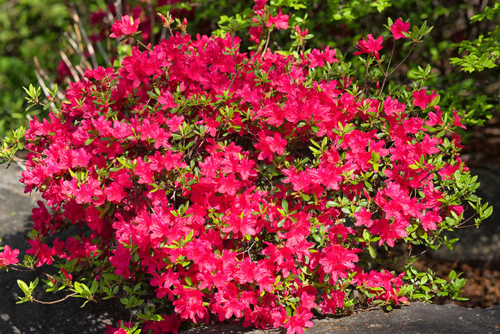 Azalea Red Bird