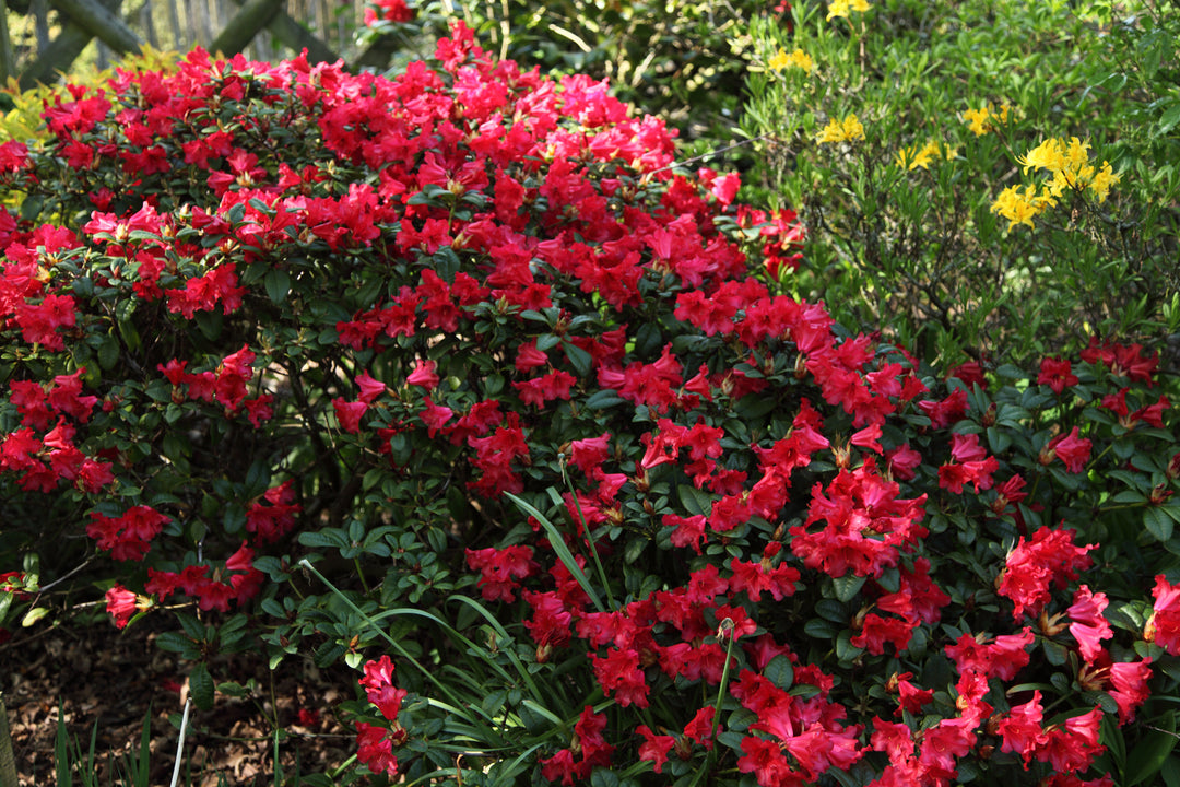 Azalea Red Bird