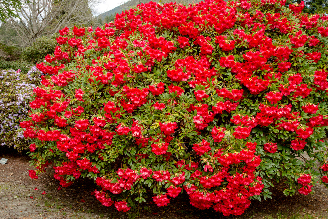 Azalea Red Bird