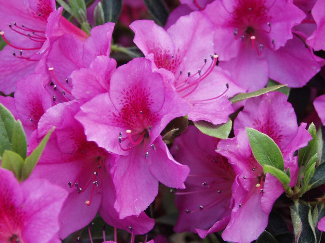 Azalea 'Formosa' - 5 Gallon