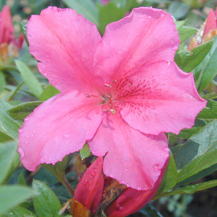 Azalea 'Pride of Dorking' - 5 Gallon