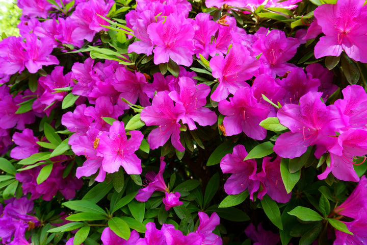 Azalea Formosa