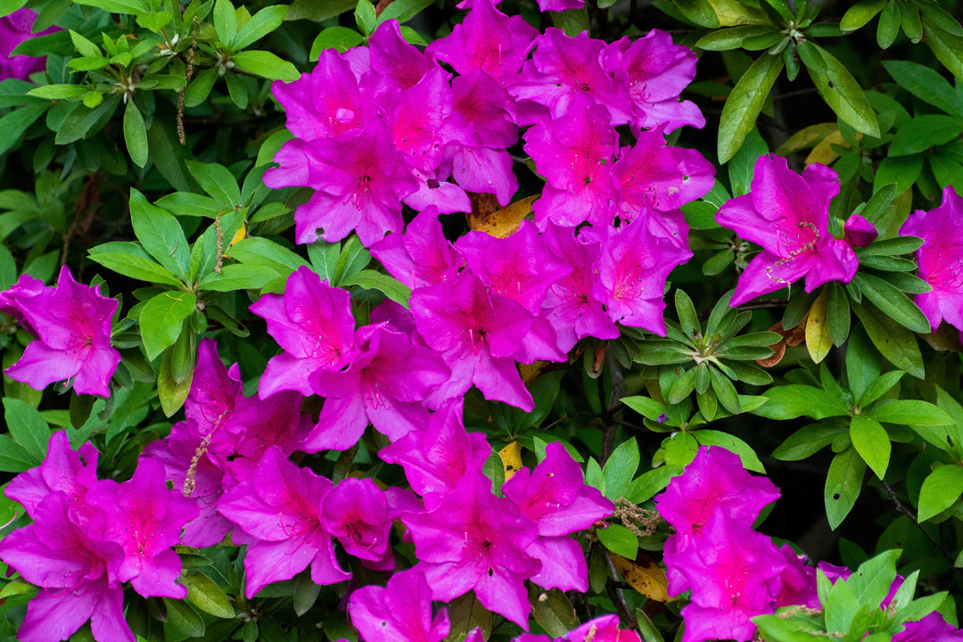 Azalea Formosa