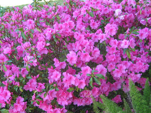 Azalea 'Formosa' - 5 Gallon
