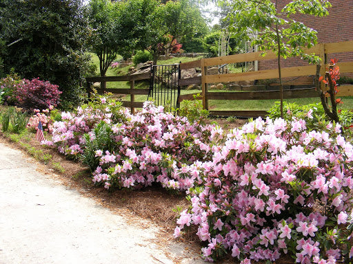 Azalea 'George L. Taber' - 5 Gallon