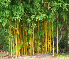 Alphonse Karr Bamboo - 15 Gallon