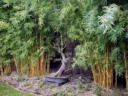 Alphonse Karr Bamboo - 15 Gallon