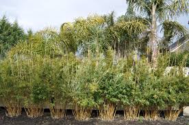 Alphonse Karr Bamboo - 15 Gallon