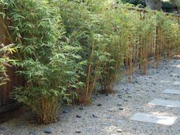 Alphonse Karr Bamboo - 15 Gallon