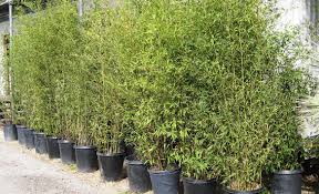 Alphonse Karr Bamboo - 15 Gallon
