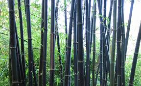 Black Bamboo - 15 Gallon