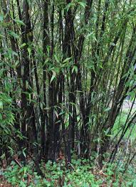 Black Bamboo - 15 Gallon