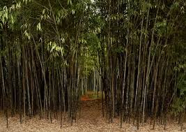 Black Bamboo - 15 Gallon