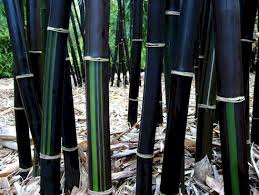 Black Bamboo - 15 Gallon