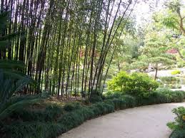 Black Bamboo - 15 Gallon