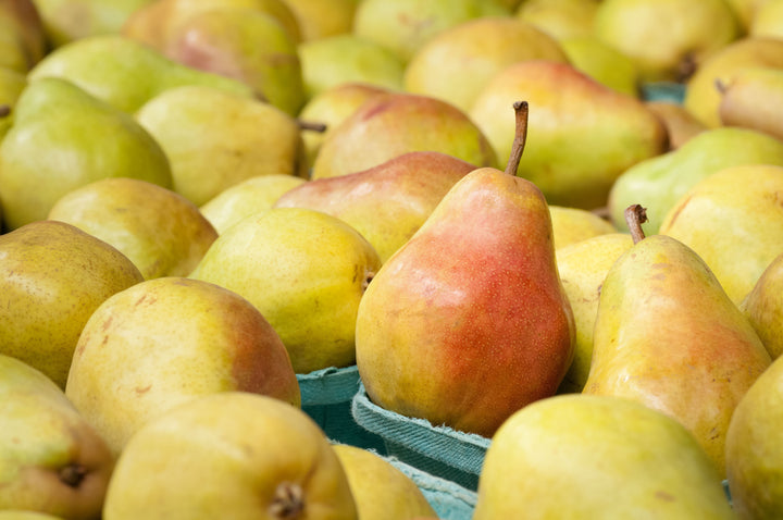 Barlett Pear Tree - 15 Gallon