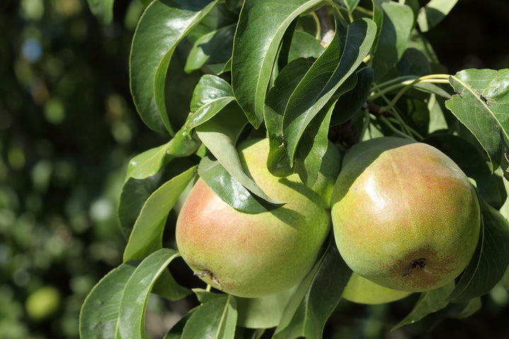 Barlett Pear Tree - 15 Gallon