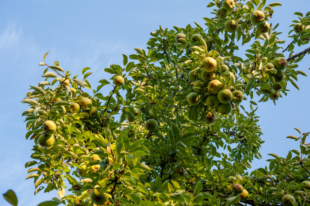 Barlett Pear Tree - 15 Gallon