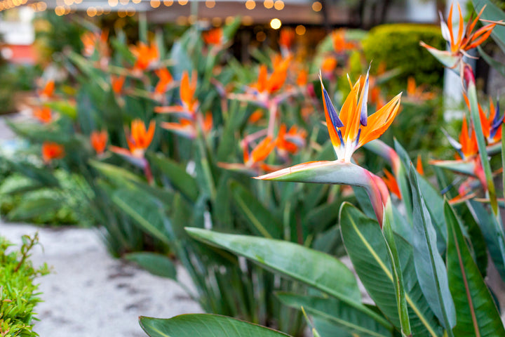 Strelitzia reginae Bird of Paradise - 5 Gal