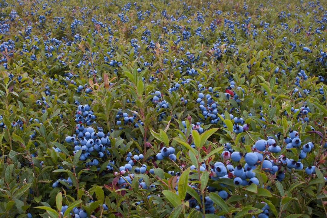 O'Neal Blueberry Bush - 5 Gallon