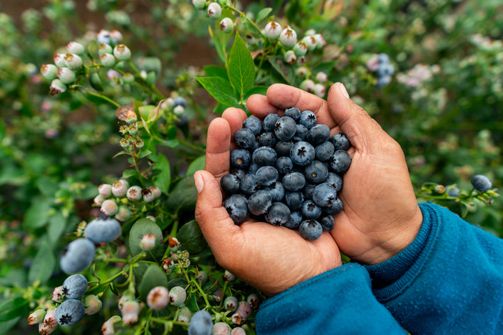 Star Blueberry Bush - 5 Gallon