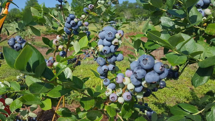 Jubilee Blueberry Bush - 5 Gallon