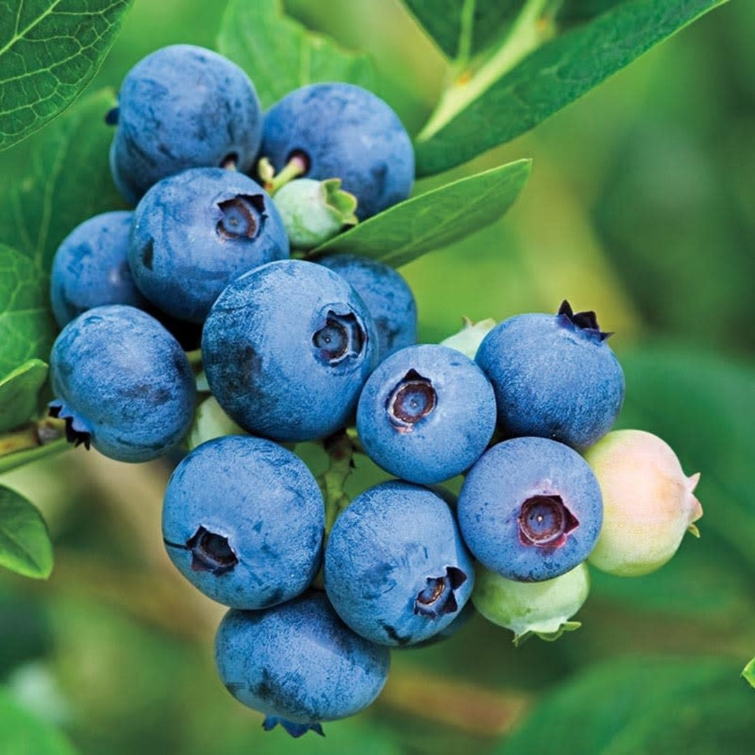Jubilee Blueberry Bush - 5 Gallon
