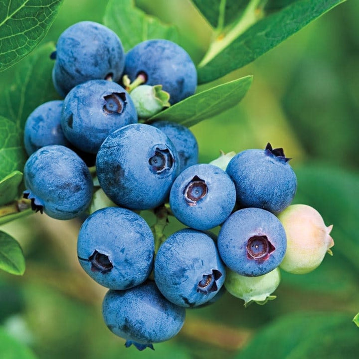 Jubilee Blueberry Bush - 5 Gallon