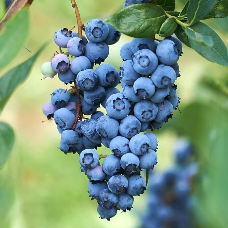 O'Neal Blueberry Bush - 5 Gallon