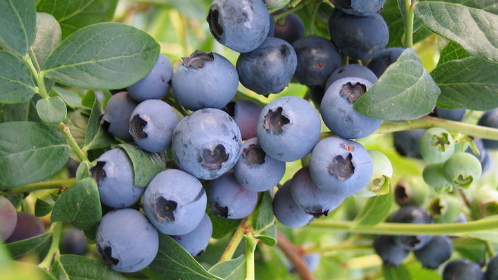 Southmoon Blueberry - 5 Gallon