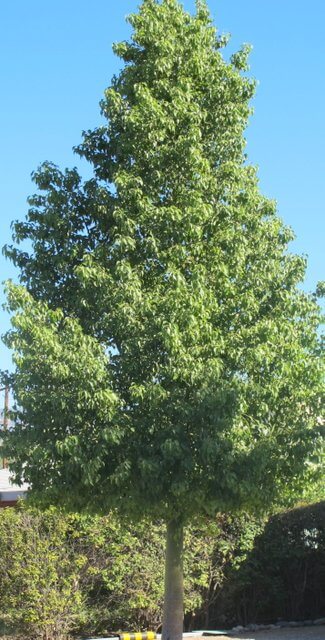 Bottle Tree (Brachychiton populneus) - 24" Box