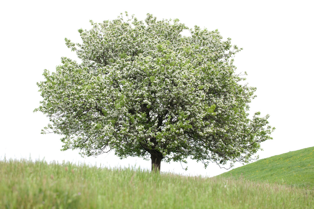 Bradford Pear Tree