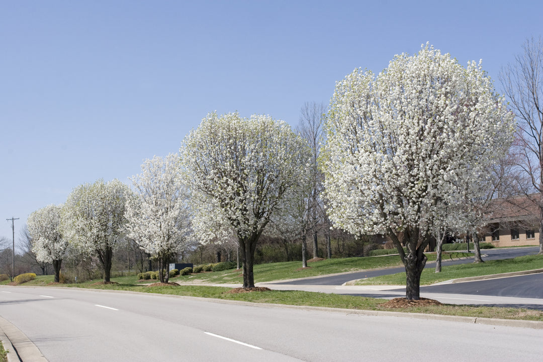 Bradford Pear Tree