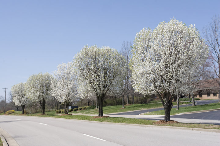 Bradford Pear Tree