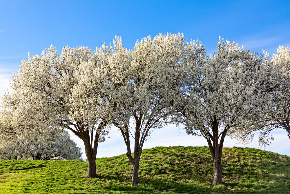 Bradford Pear Tree