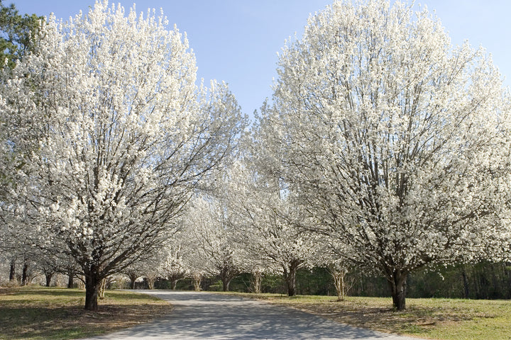 Bradford Pear Tree