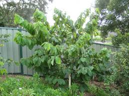 Cherimoya Tree - 15 Gallon