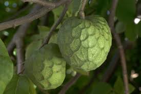 Cherimoya Tree - 15 Gallon