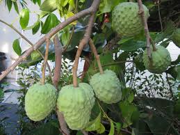 Cherimoya Tree - 15 Gallon