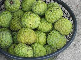 Cherimoya Tree - 15 Gallon