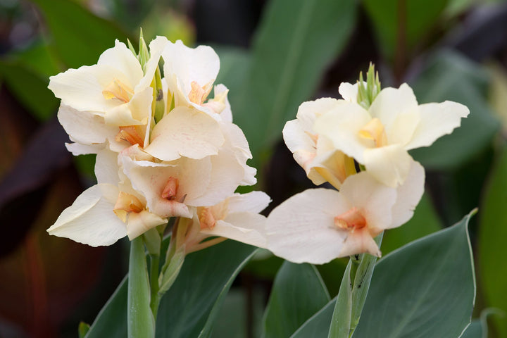 Canna Lily White - 5 Gallon