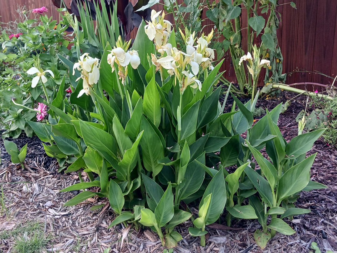 Canna Lily White - 5 Gallon