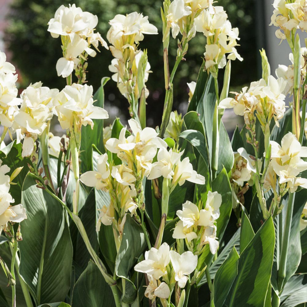 Canna Lily White - 5 Gallon