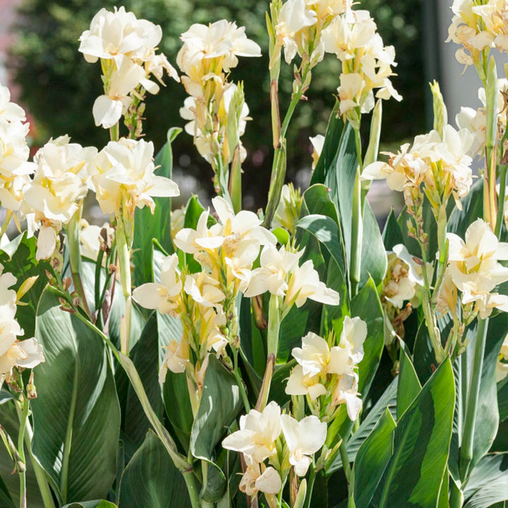 Canna Lily White - 5 Gallon