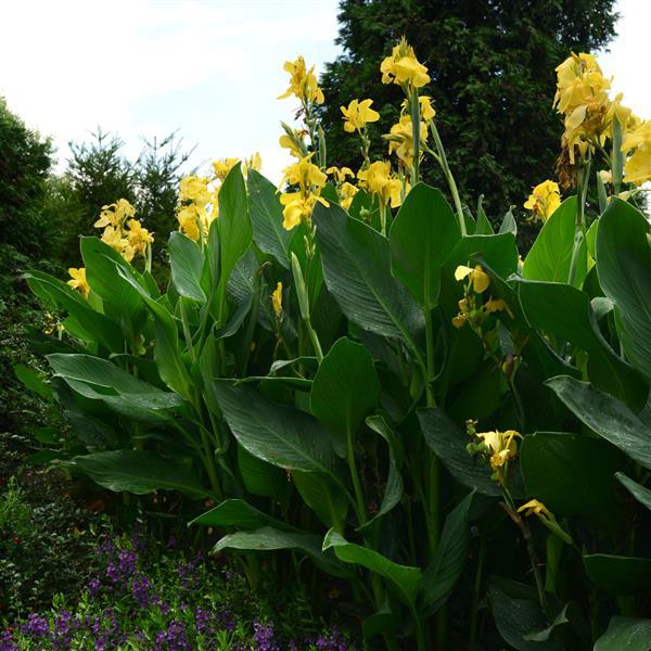 Canna Lily Yellow - 5 Gallon