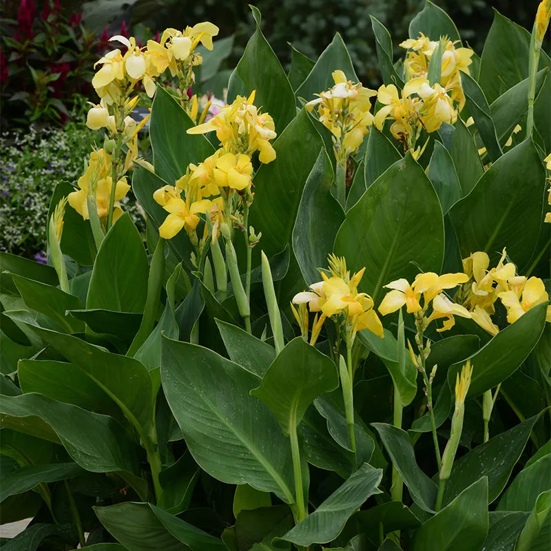 Canna Lily Yellow - 5 Gallon